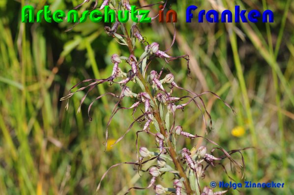Copyright AiS Helga Zinnecker Bild zum Eintrag (53019-160)