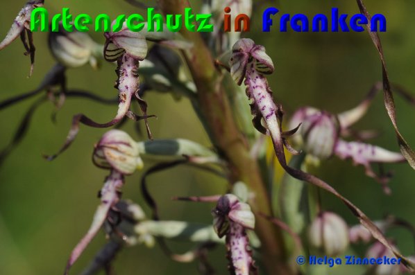 Copyright AiS Helga Zinnecker Bild zum Eintrag (53020-160)