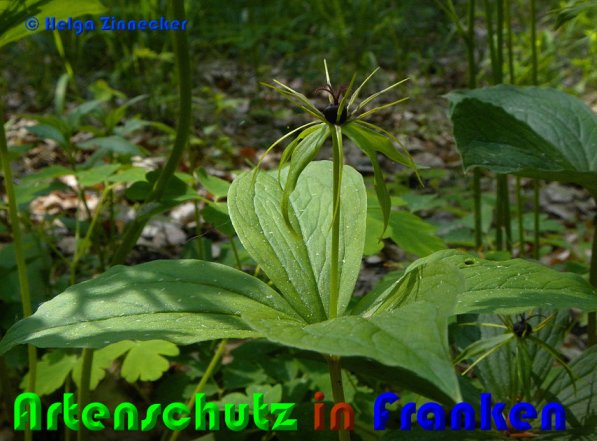 Copyright AiS Helga Zinnecker Bild zum Eintrag (53023-160)