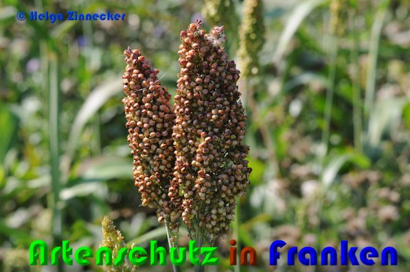 Copyright AiS Helga Zinnecker Bild zum Eintrag (53039-160)