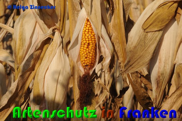 Copyright AiS Helga Zinnecker Bild zum Eintrag (53042-160)