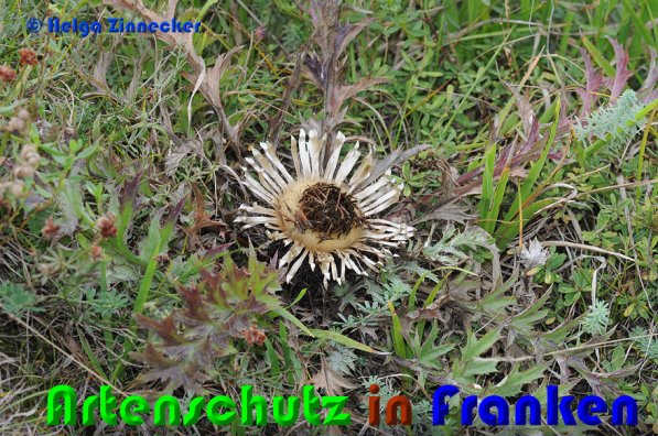 Copyright AiS Helga Zinnecker Bild zum Eintrag (53043-160)