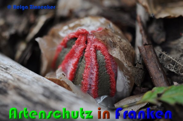 Copyright AiS Helga Zinnecker Bild zum Eintrag (53047-160)