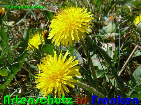 Copyright AiS Helga Zinnecker Bild zum Eintrag (53089-160)