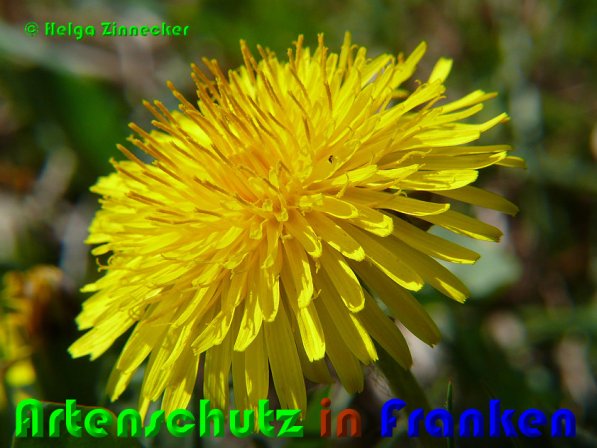 Copyright AiS Helga Zinnecker Bild zum Eintrag (53090-160)