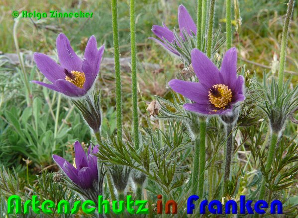 Copyright AiS Helga Zinnecker Bild zum Eintrag (53094-160)