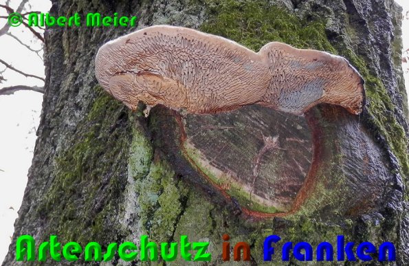 Copyright AiS Albert Meier Bild zum Eintrag (53247-160)