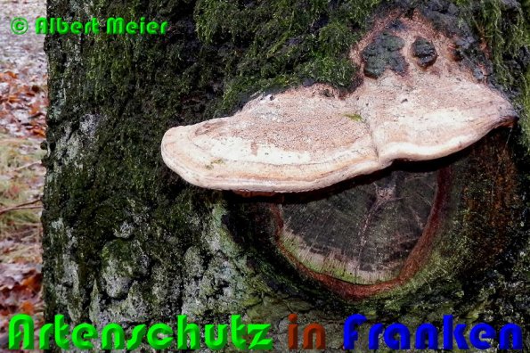 Copyright AiS Albert Meier Bild zum Eintrag (53248-160)