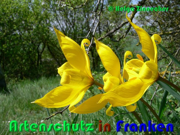 Copyright AiS Helga Zinnecker Bild zum Eintrag (53333-160)