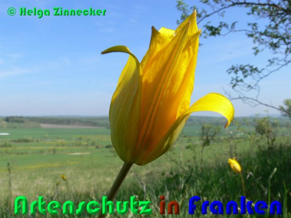 Copyright AiS Helga Zinnecker Bild zum Eintrag (53334-160)