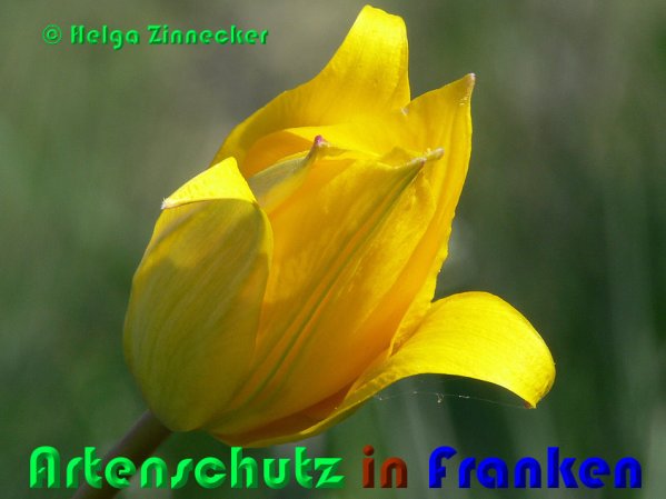 Copyright AiS Helga Zinnecker Bild zum Eintrag (53335-160)