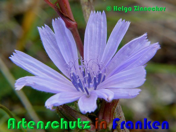 Copyright AiS Helga Zinnecker Bild zum Eintrag (53340-160)