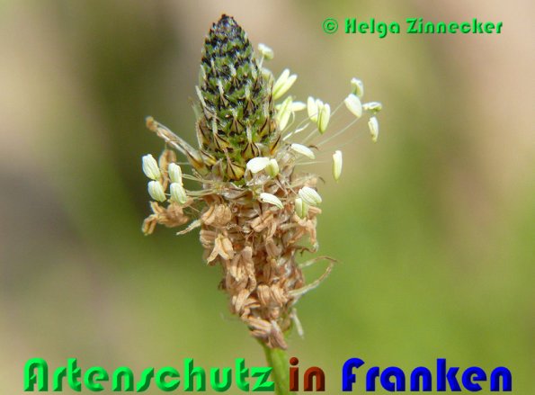 Copyright AiS Helga Zinnecker Bild zum Eintrag (53343-160)