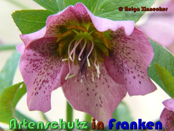 Copyright AiS Helga Zinnecker Bild zum Eintrag (53370-160)