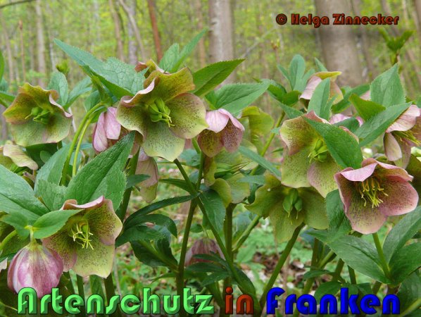 Copyright AiS Helga Zinnecker Bild zum Eintrag (53371-160)
