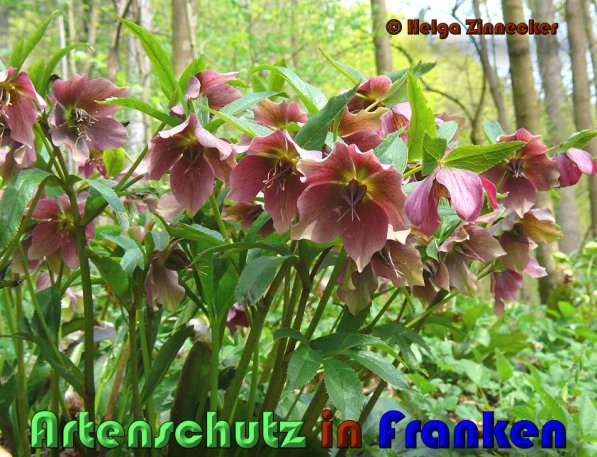 Copyright AiS Helga Zinnecker Bild zum Eintrag (53372-160)