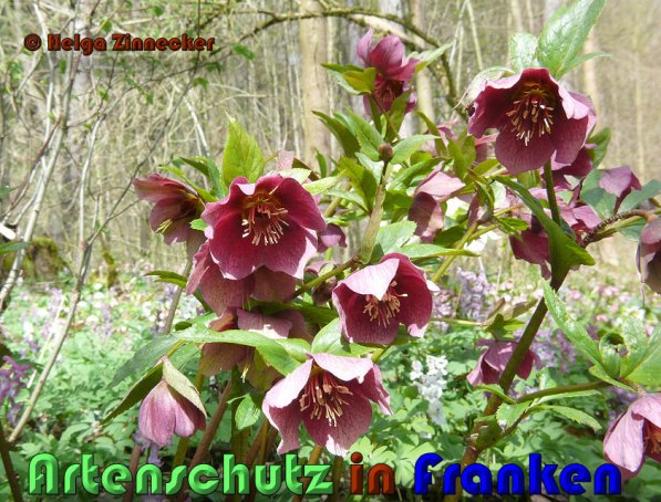 Copyright AiS Helga Zinnecker Bild zum Eintrag (53373-160)