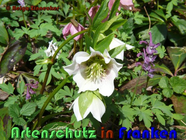 Copyright AiS Helga Zinnecker Bild zum Eintrag (53374-160)
