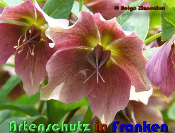 Copyright AiS Helga Zinnecker Bild zum Eintrag (53375-160)