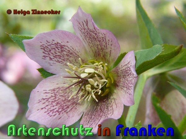 Copyright AiS Helga Zinnecker Bild zum Eintrag (53376-160)