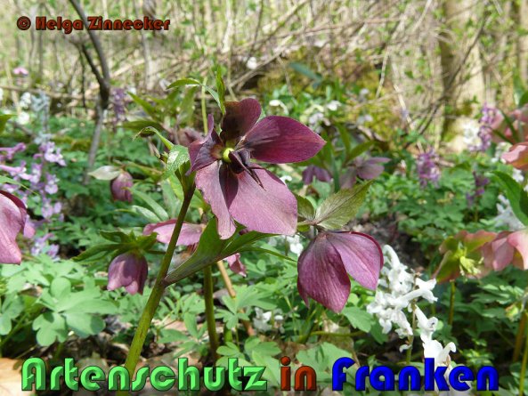 Copyright AiS Helga Zinnecker Bild zum Eintrag (53377-160)