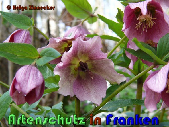 Copyright AiS Helga Zinnecker Bild zum Eintrag (53378-160)
