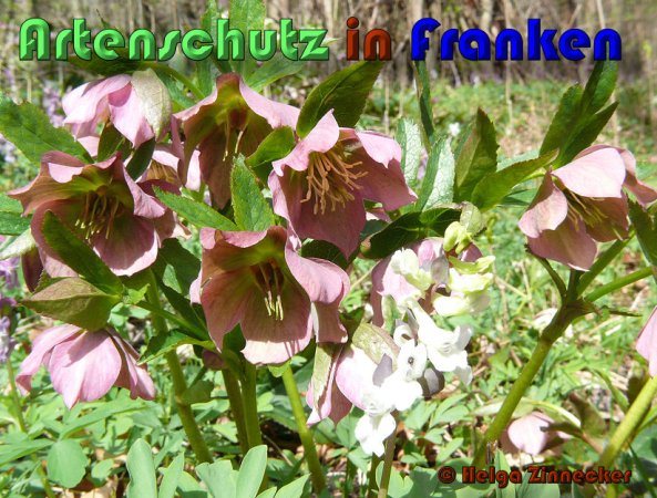 Copyright AiS Helga Zinnecker Bild zum Eintrag (53379-160)