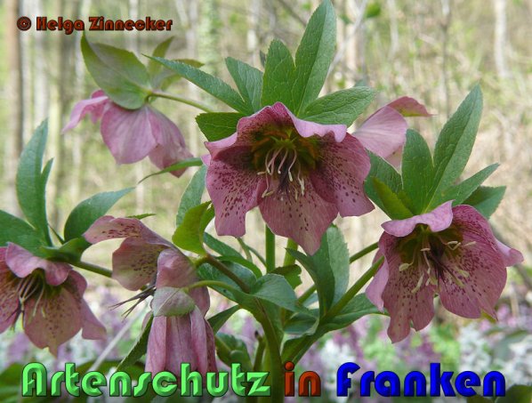 Copyright AiS Helga Zinnecker Bild zum Eintrag (53380-160)