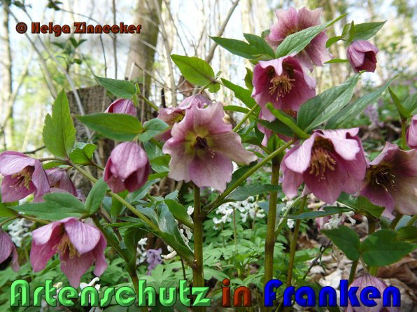 Copyright AiS Helga Zinnecker Bild zum Eintrag (53381-160)