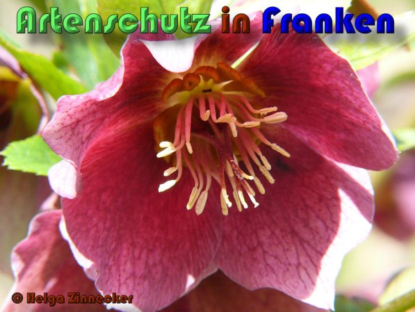 Copyright AiS Helga Zinnecker Bild zum Eintrag (53382-160)