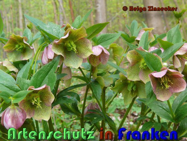 Copyright AiS Helga Zinnecker Bild zum Eintrag (53383-160)