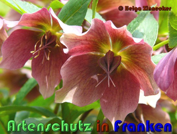 Copyright AiS Helga Zinnecker Bild zum Eintrag (53384-160)