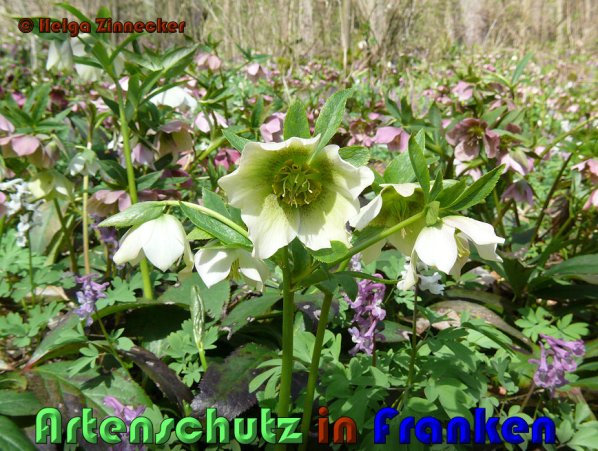 Copyright AiS Helga Zinnecker Bild zum Eintrag (53385-160)