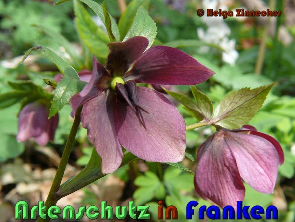 Copyright AiS Helga Zinnecker Bild zum Eintrag (53387-160)