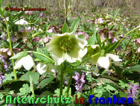 Copyright AiS Helga Zinnecker Bild zum Eintrag (53388-160)