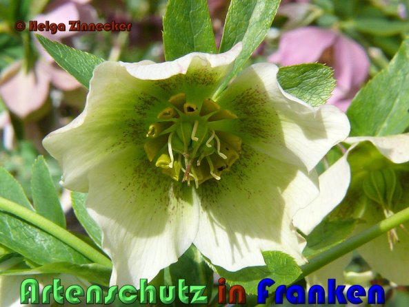 Copyright AiS Helga Zinnecker Bild zum Eintrag (53389-160)
