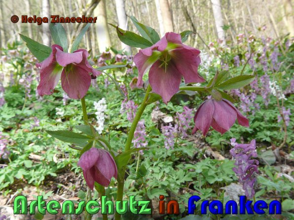 Copyright AiS Helga Zinnecker Bild zum Eintrag (53390-160)