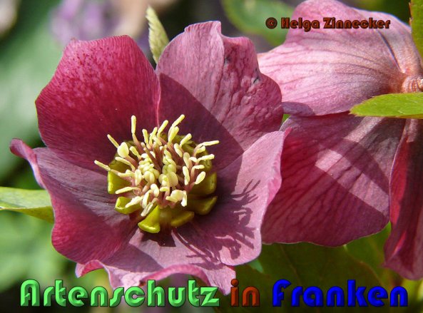 Copyright AiS Helga Zinnecker Bild zum Eintrag (53391-160)