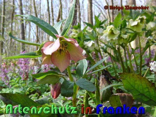 Copyright AiS Helga Zinnecker Bild zum Eintrag (53392-160)