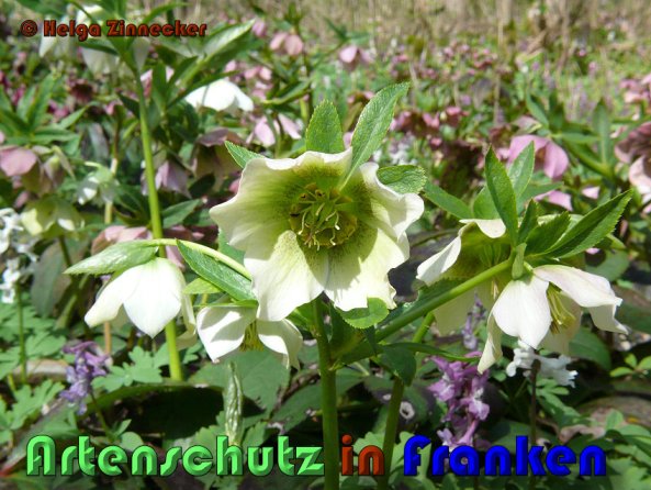 Copyright AiS Helga Zinnecker Bild zum Eintrag (53393-160)