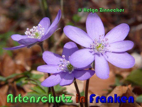 Copyright AiS Helga Zinnecker Bild zum Eintrag (53449-160)