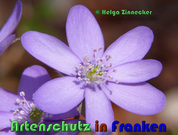 Copyright AiS Helga Zinnecker Bild zum Eintrag (53450-160)