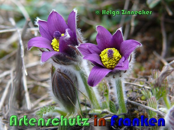 Copyright AiS Helga Zinnecker Bild zum Eintrag (53457-160)