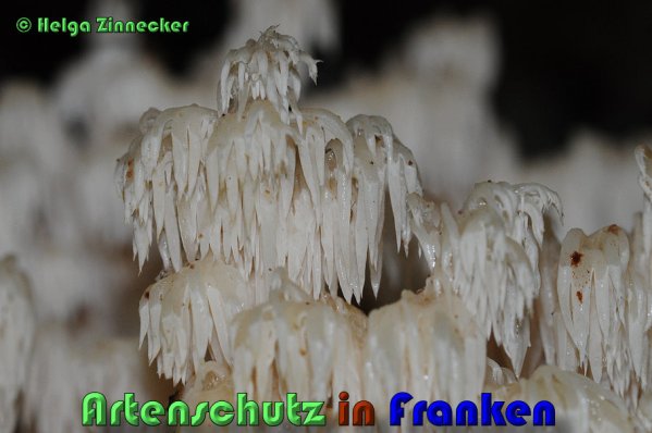 Copyright AiS Helga Zinnecker Bild zum Eintrag (53482-160)