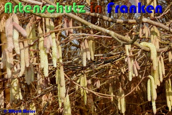 Copyright AiS Albert Meier Bild zum Eintrag (53650-160)