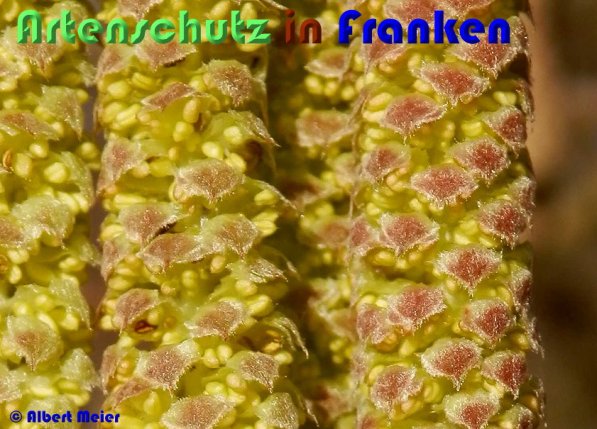 Copyright AiS Albert Meier Bild zum Eintrag (53651-160)