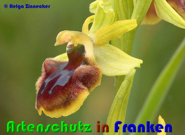 Copyright AiS Helga Zinnecker Bild zum Eintrag (53703-160)