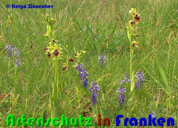 Copyright AiS Helga Zinnecker Bild zum Eintrag (53704-160)