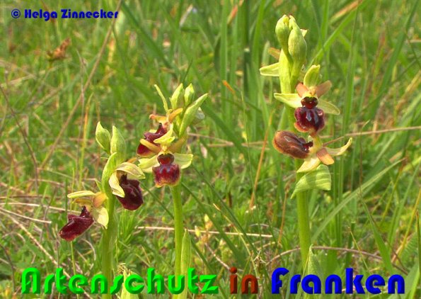 Copyright AiS Helga Zinnecker Bild zum Eintrag (53705-160)