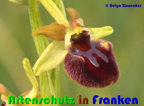 Copyright AiS Helga Zinnecker Bild zum Eintrag (53706-160)